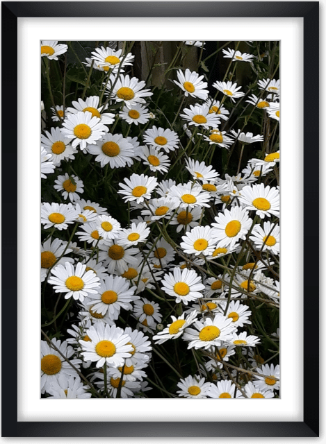 Grandes Marguerites