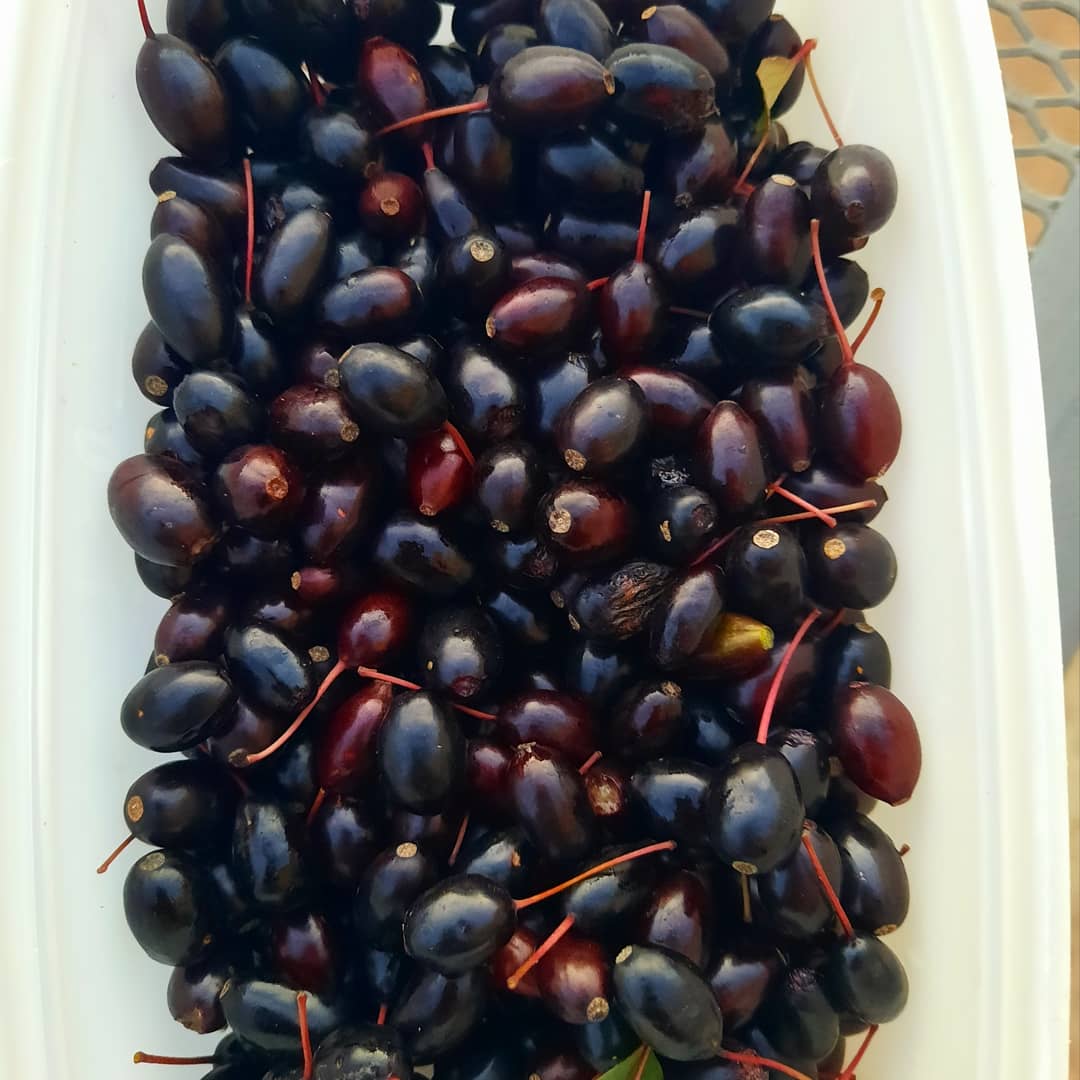 PLANT : Fushia à Fruits (à venir chercher) – Image 5