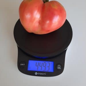 Tomate Coeur de Boeuf, Anna Russe