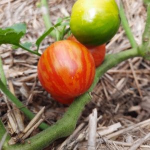 Tomate Tigerella (Cocktail)