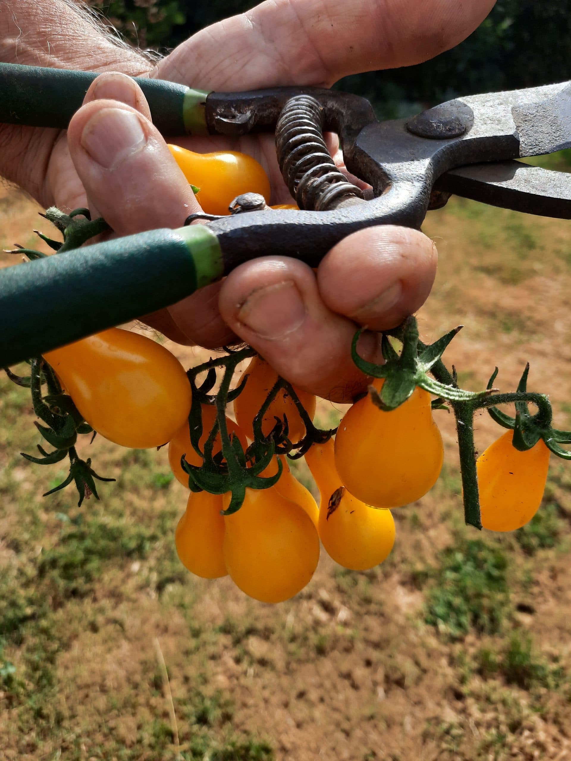 Pack Tomates Cocktail – Image 5