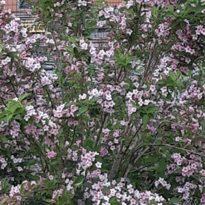 PLANTS : Weigelia Rose