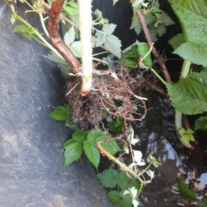 PLANTS de Framboisiers Jaunes (A venir chercher)