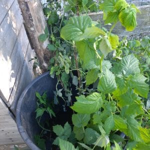 PLANTS de Framboisiers Jaunes (A venir chercher)