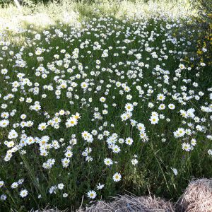 PLANTS de Grandes Marguerites Sauvages (A VENIR CHERCHER)