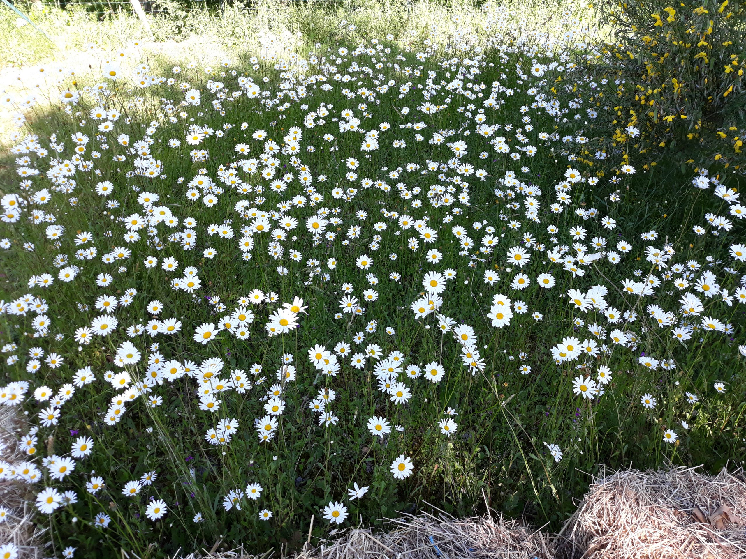 champs de marguerites sauvages
