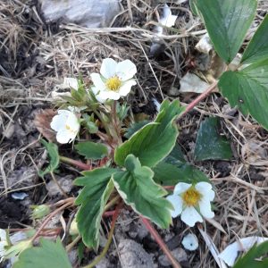 PLANTS de Fraisiers (A VENIR CHERCHER)
