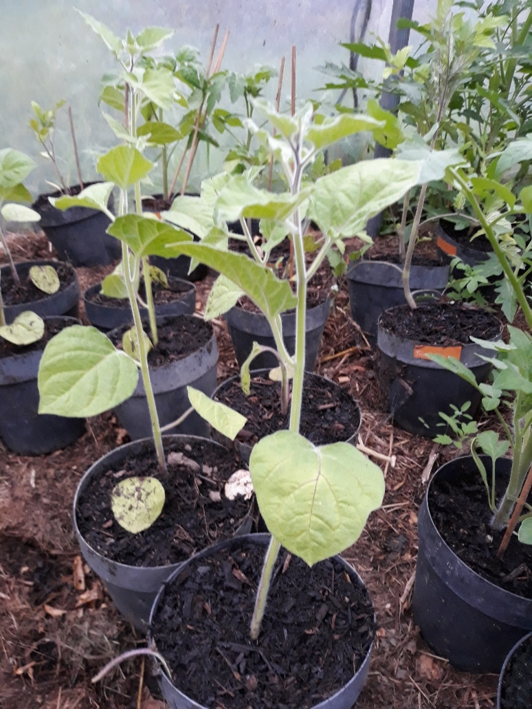 plant de coqueret du perou