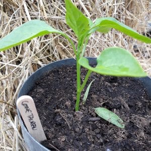 PLANTS : Poivron Corno di Torro Rosso (à venir chercher)