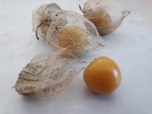 coqueret du pérou physalis
