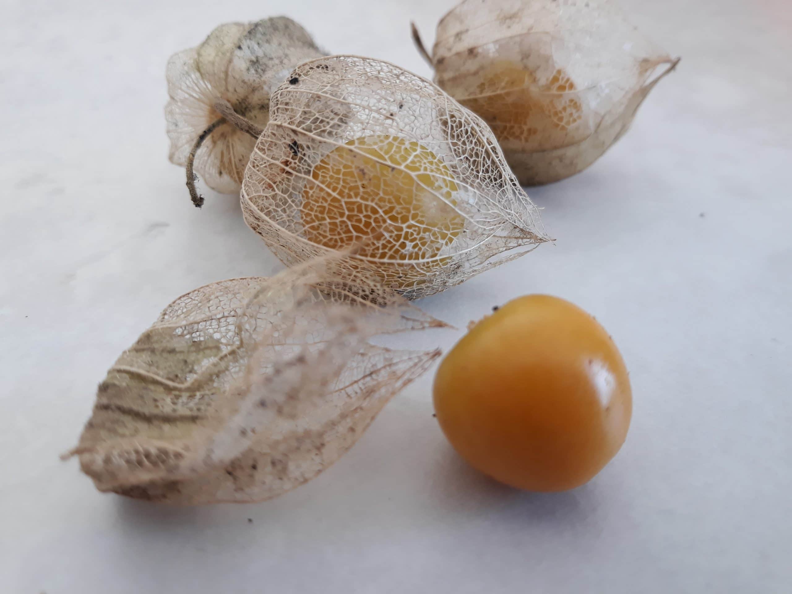 coqueret du pérou physalis