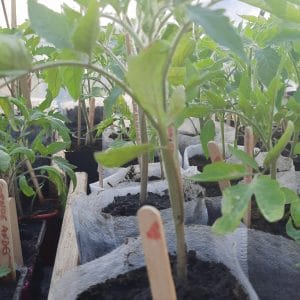 PLANTS: Tomate Coeur de Boeuf Rouge (A venir chercher)
