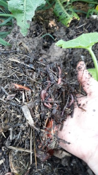 pailler son potager