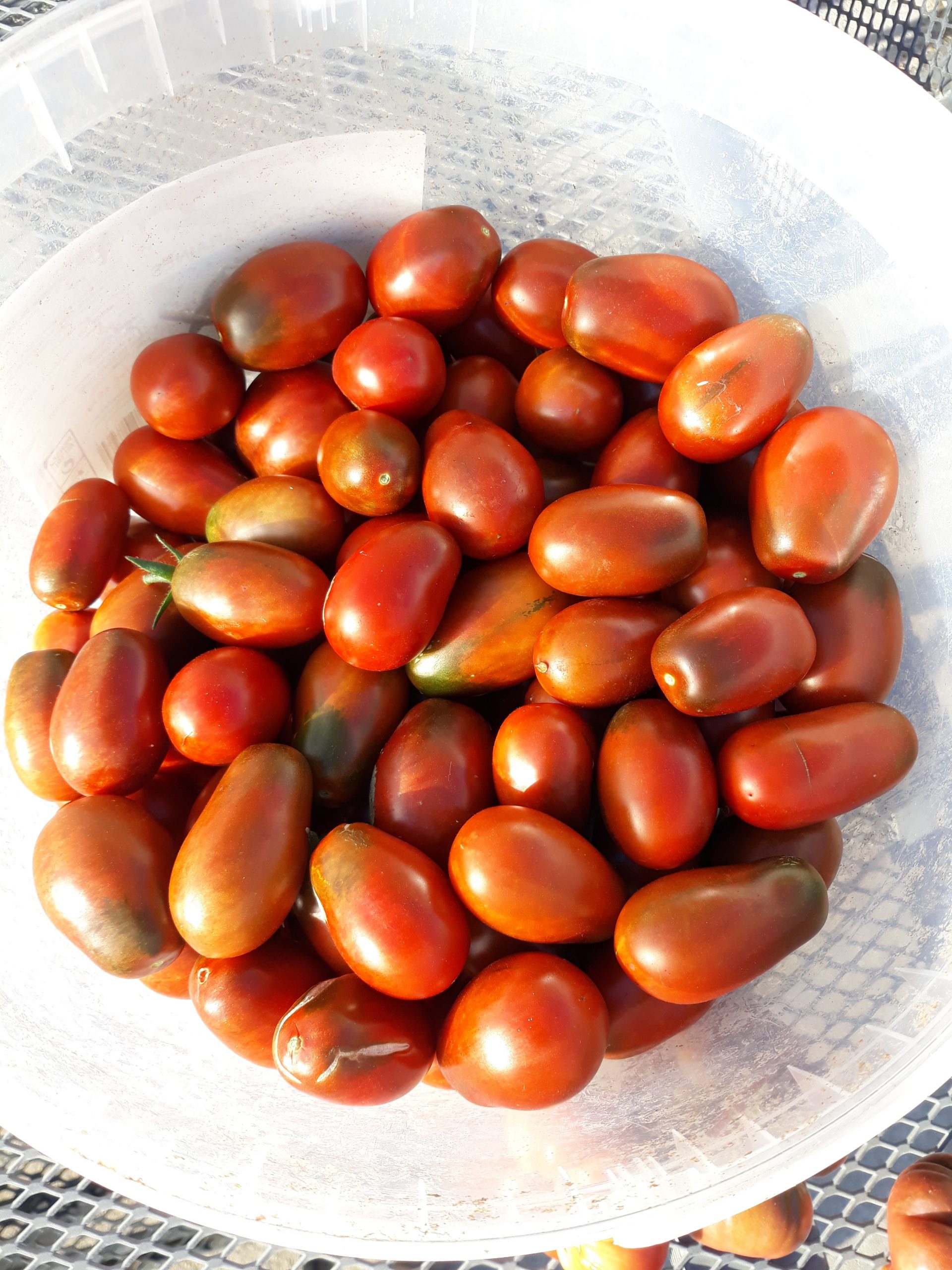 Tomate Prune Noire (Cocktail) – Image 4