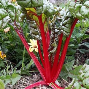 Poirée à Cardes rouges, bettes ou blettes