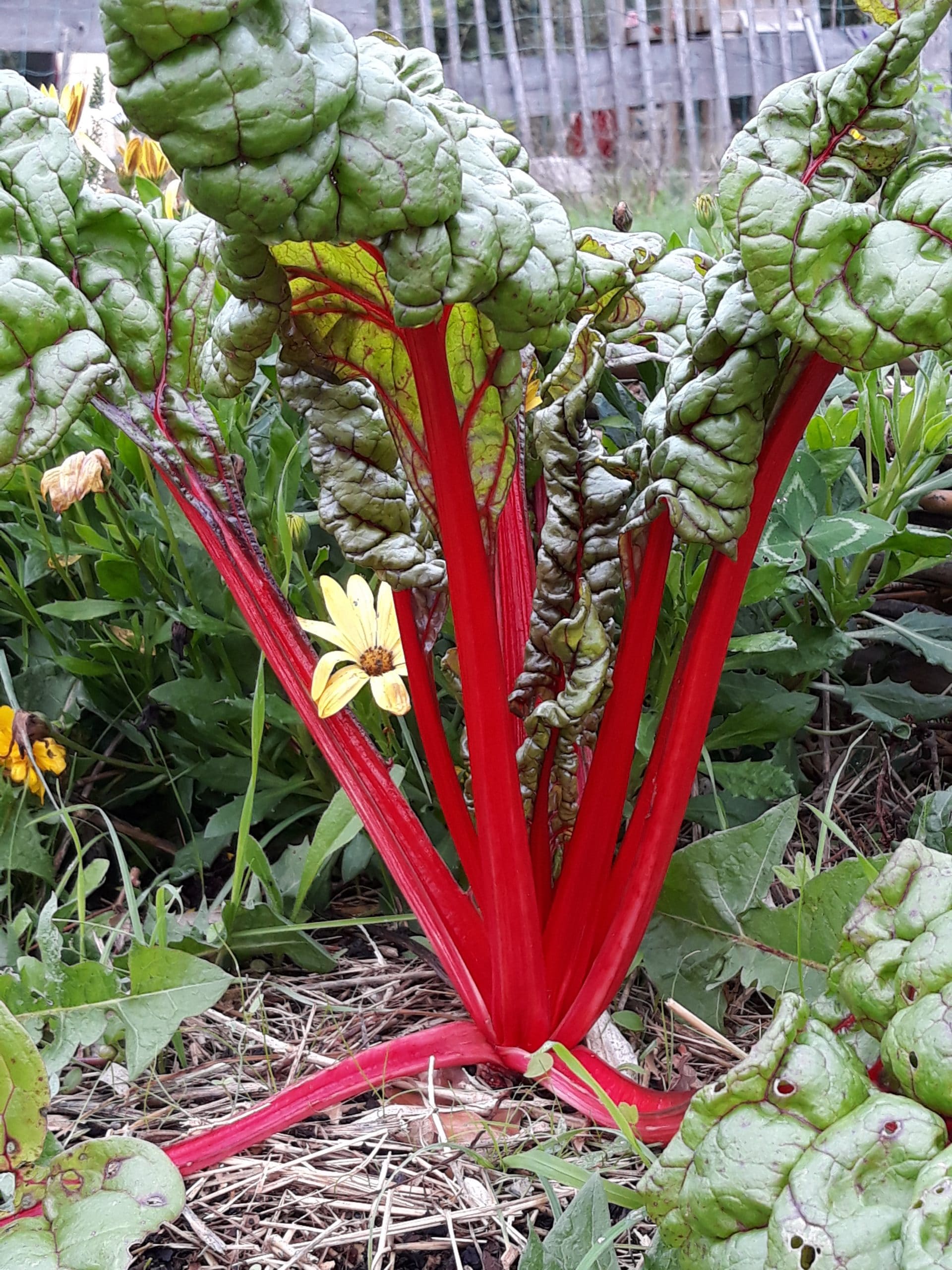 poirée a carde rouge