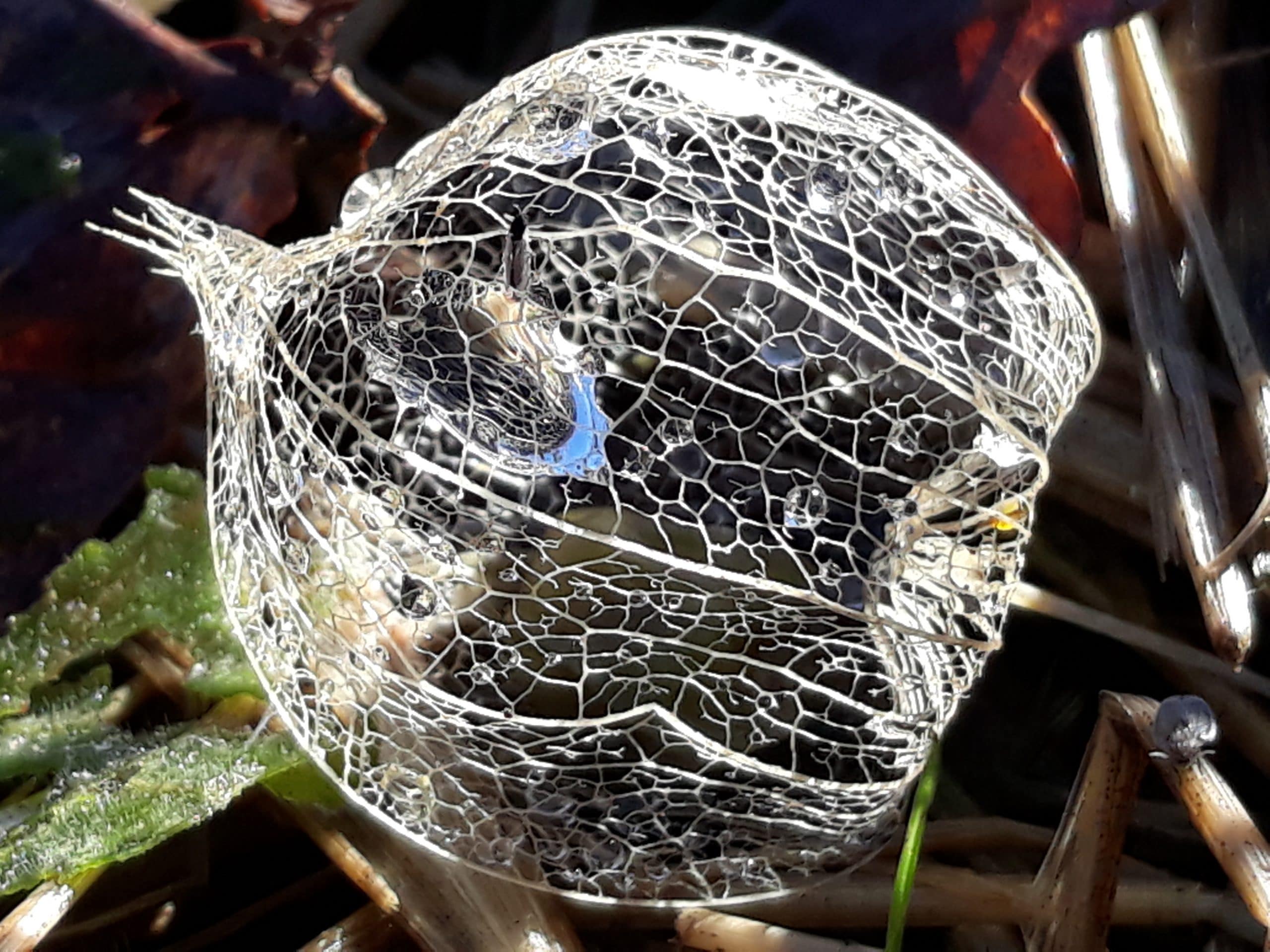 Physalis, Coqueret du Pérou (physalis peruviana) – Image 5