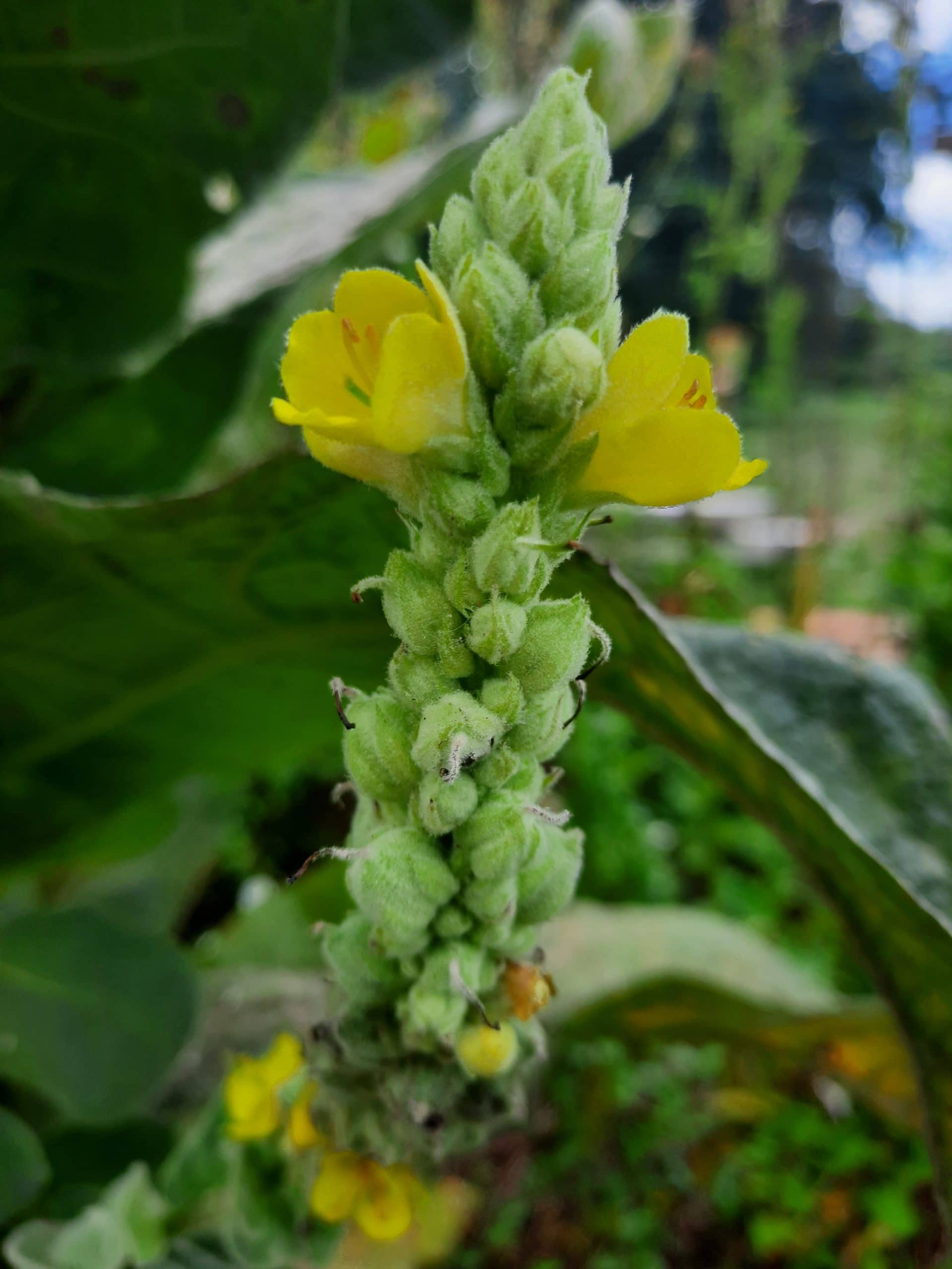 Fleur de Molène