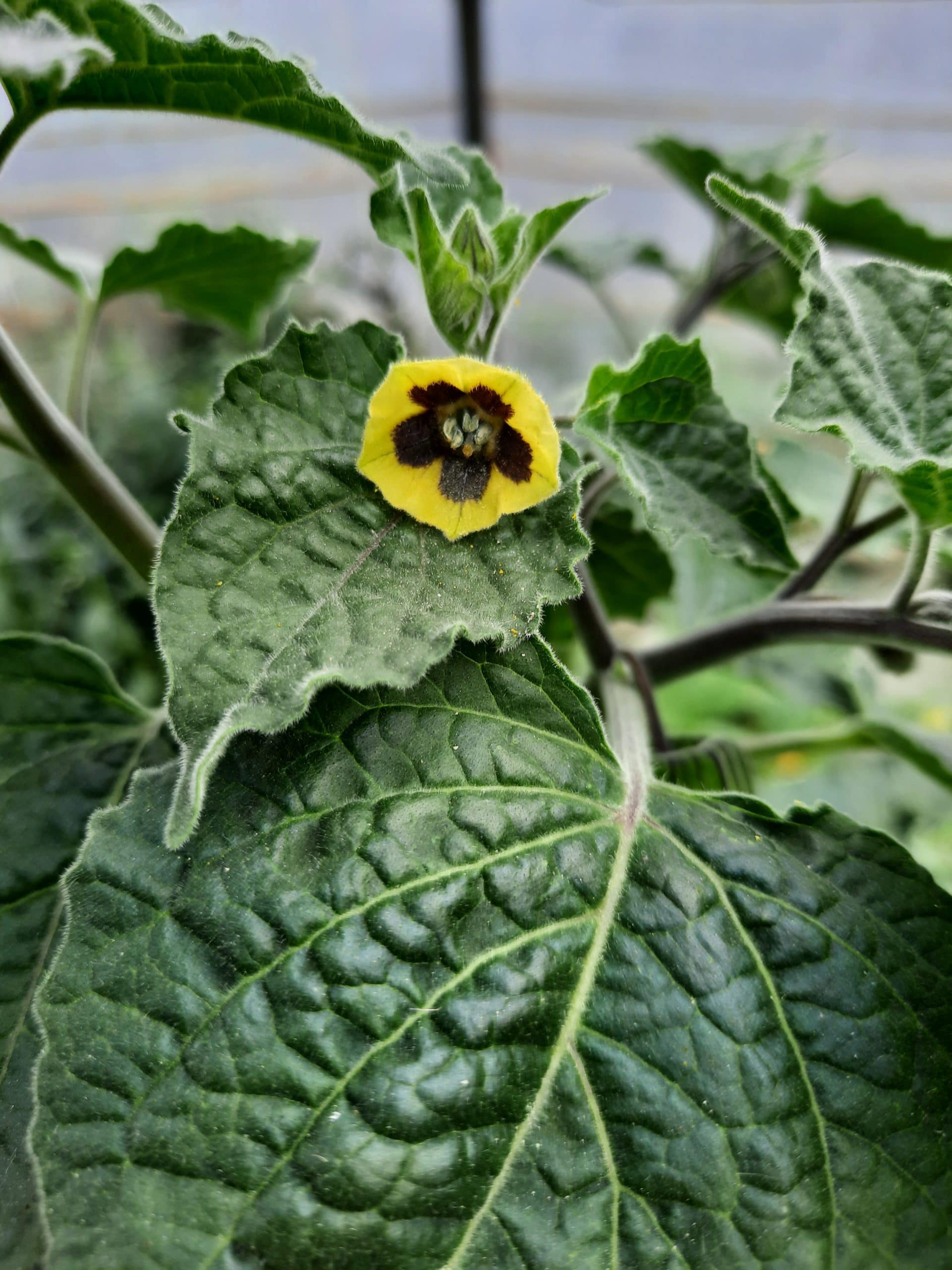 Physalis, Coqueret du Pérou (physalis peruviana) – Image 4
