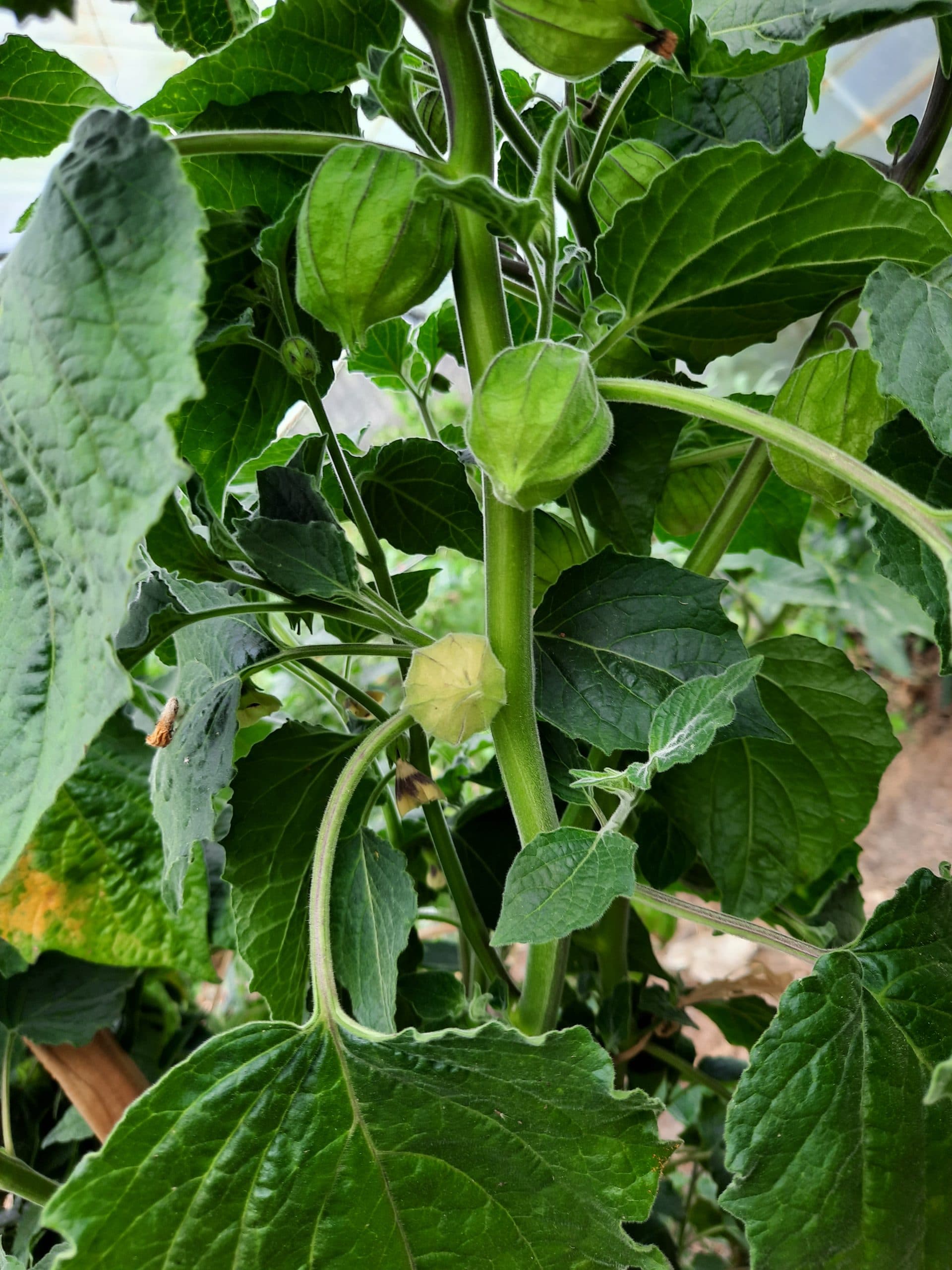 Physalis, Coqueret du Pérou (physalis peruviana) – Image 3