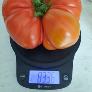 Tomate Marmande