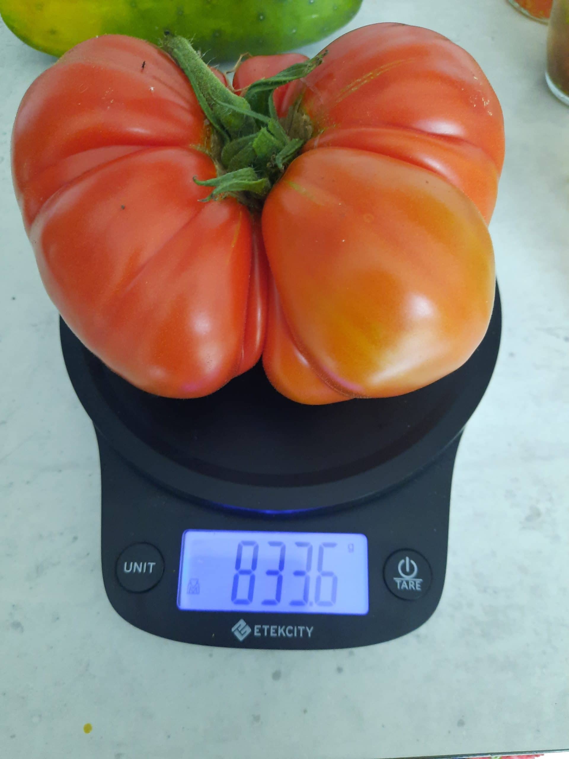 Tomate Marmande