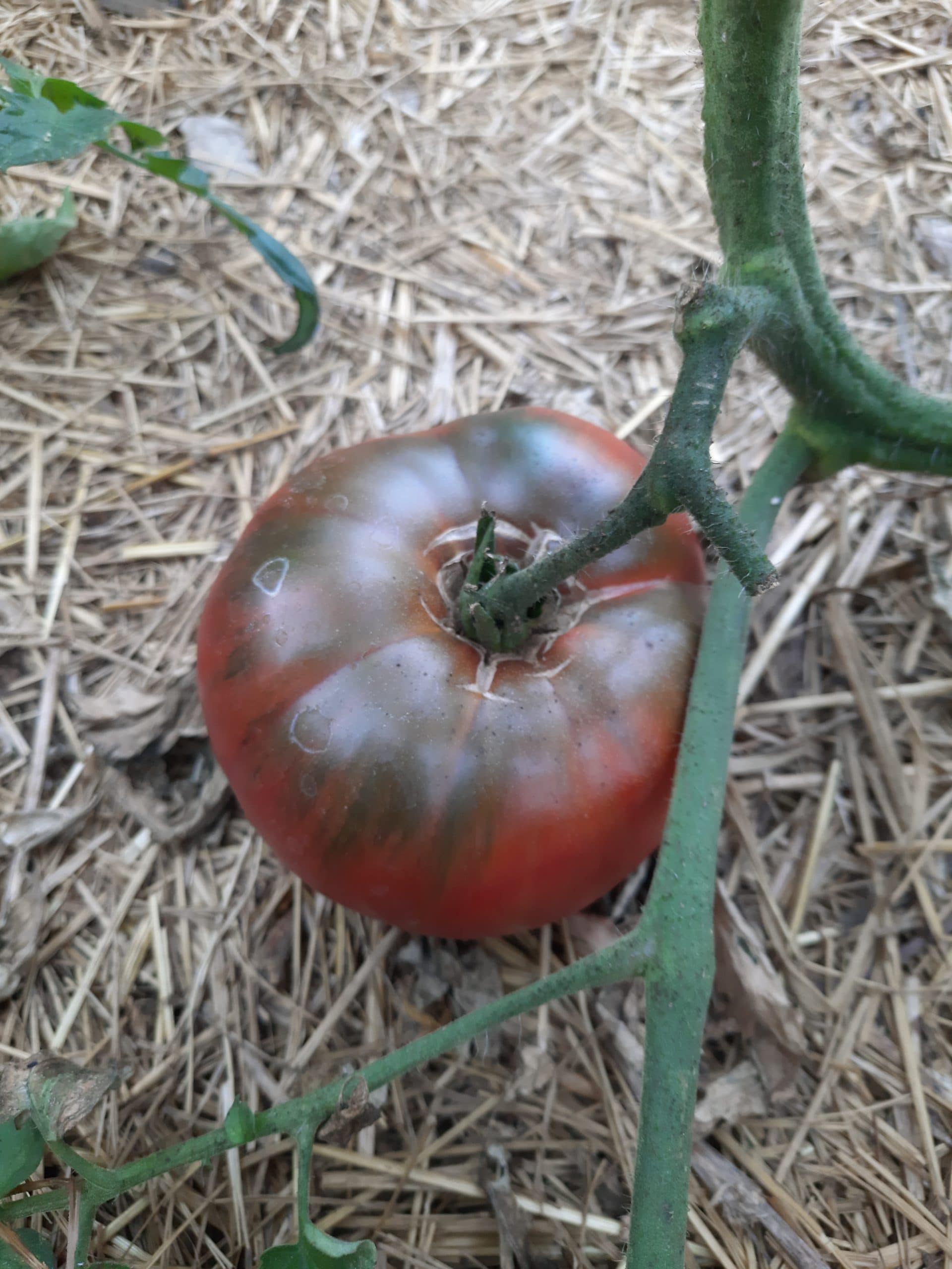 Tomate Noire de Crimée – Image 3