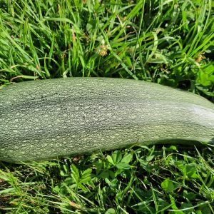 Courgette Greyzini