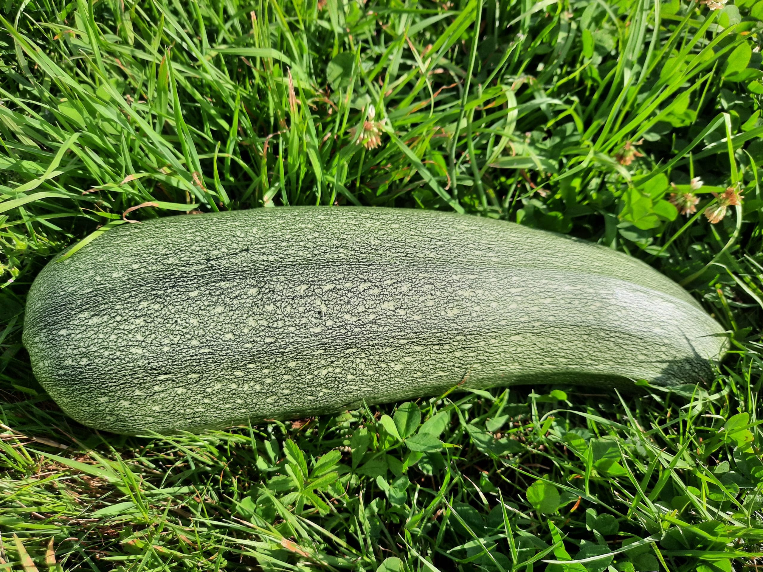 Courgette Grisette de Provence