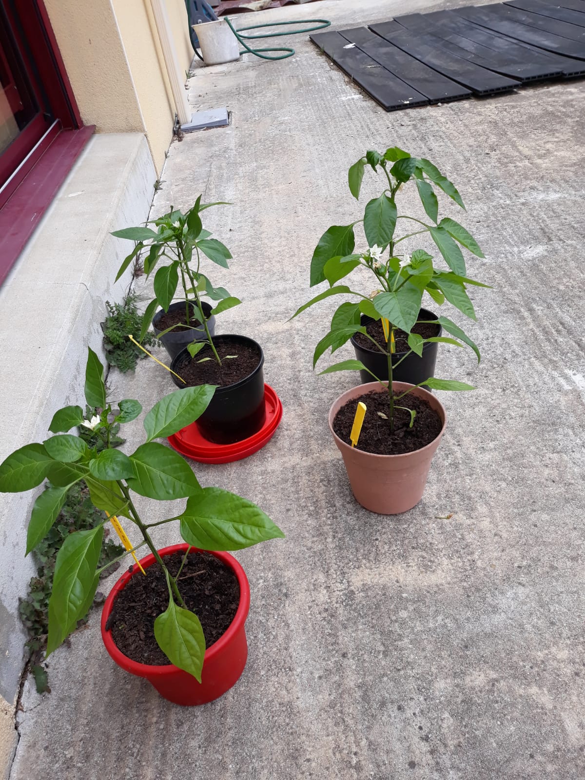 plants de piment