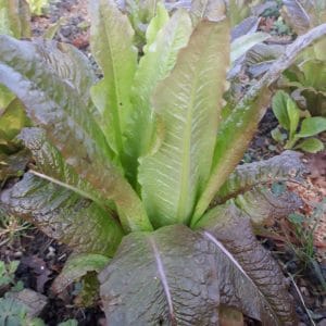 Laitue Romaine à feuilles rouges