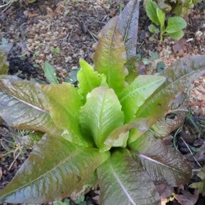 Laitue Romaine à feuilles rouges