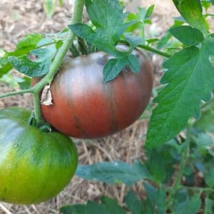 Tomate Noire de Crimée
