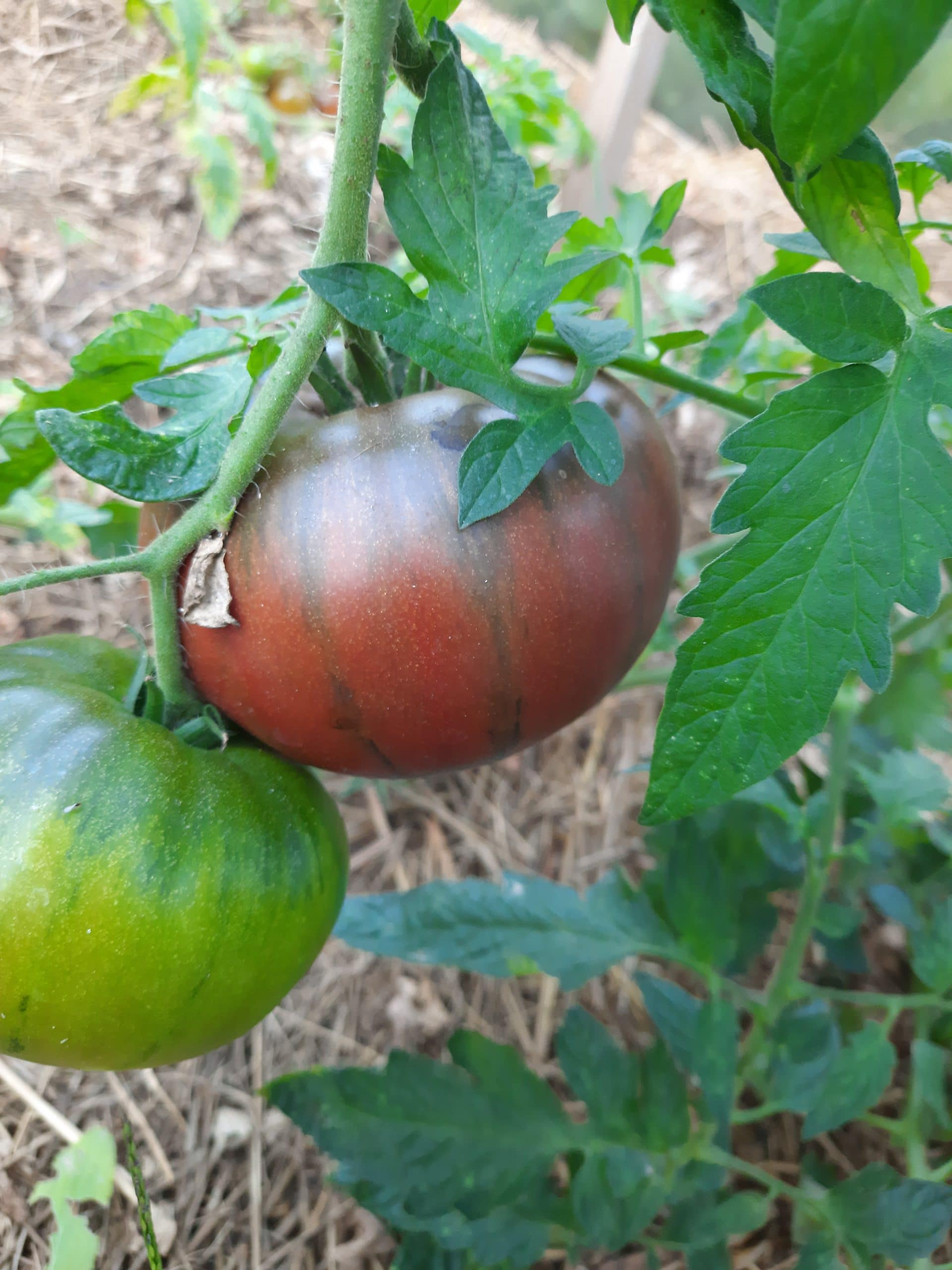 tomate noire de crimée