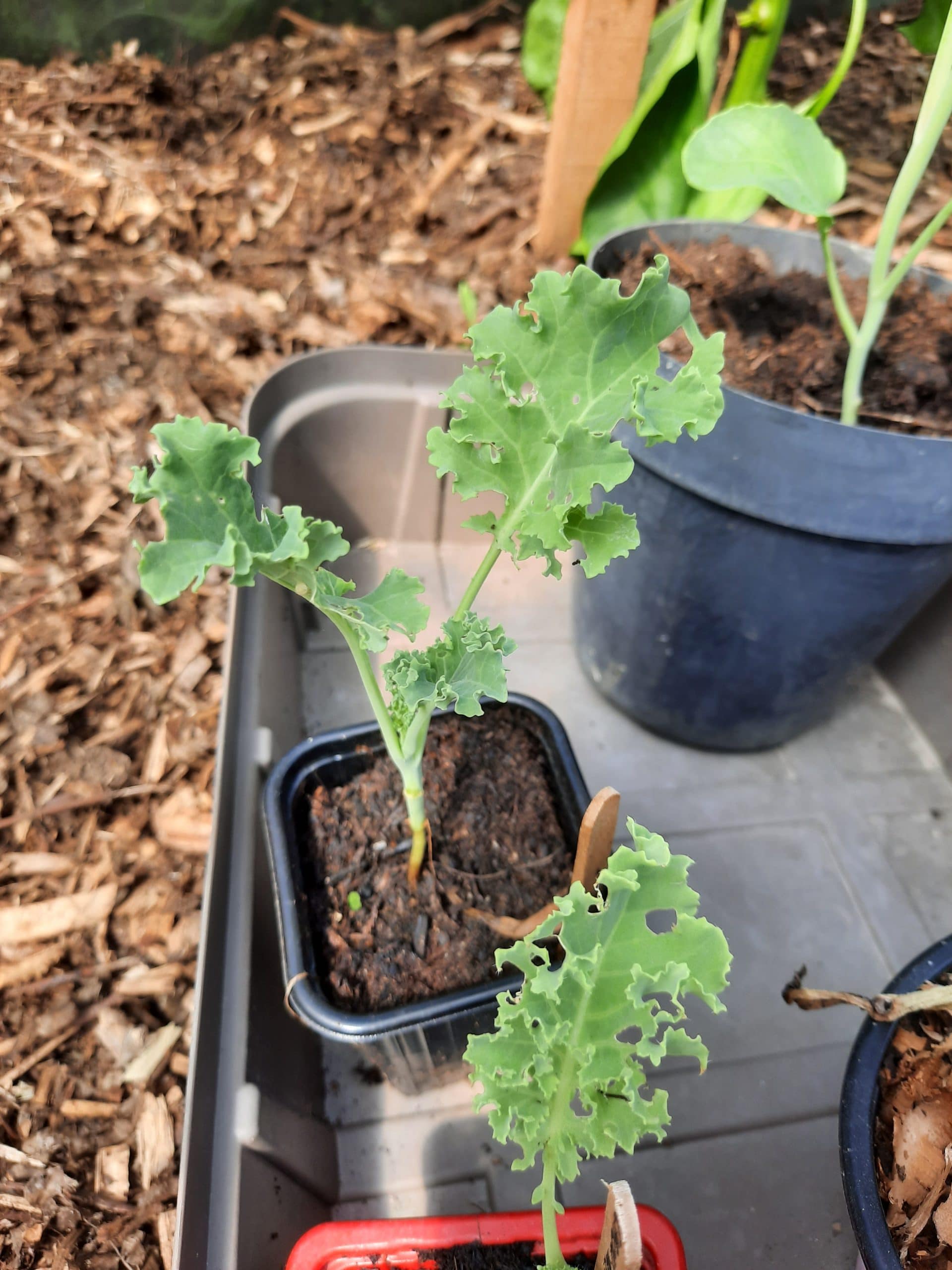 chou kale a planter