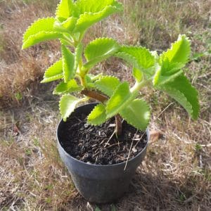 Plant : Gros Thym Antillais (à venir chercher)