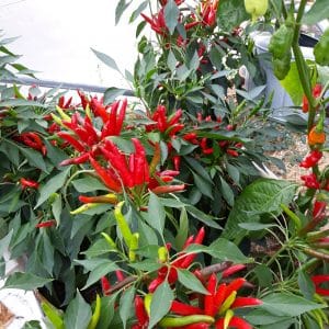 Piment Calabrais