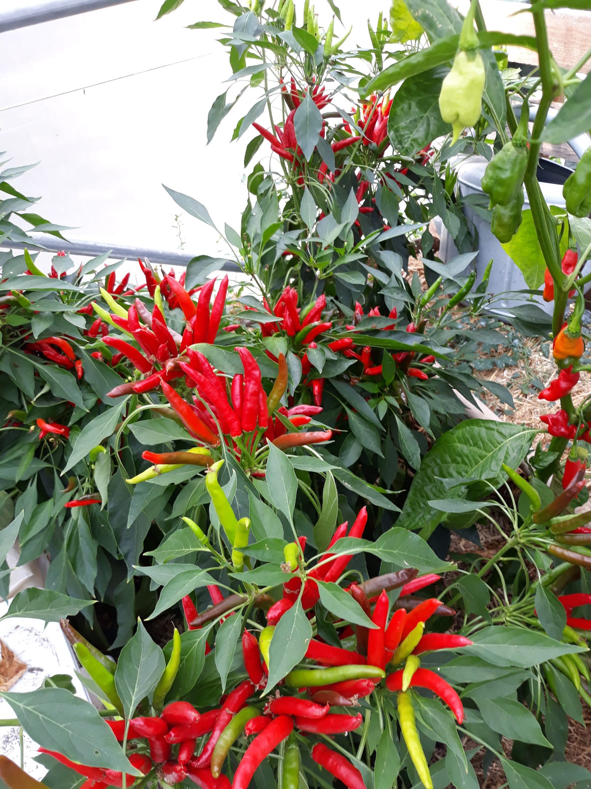les piments calabrais
