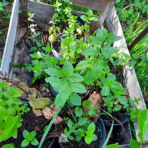 PLANTS : Menthe Anis (à venir chercher)