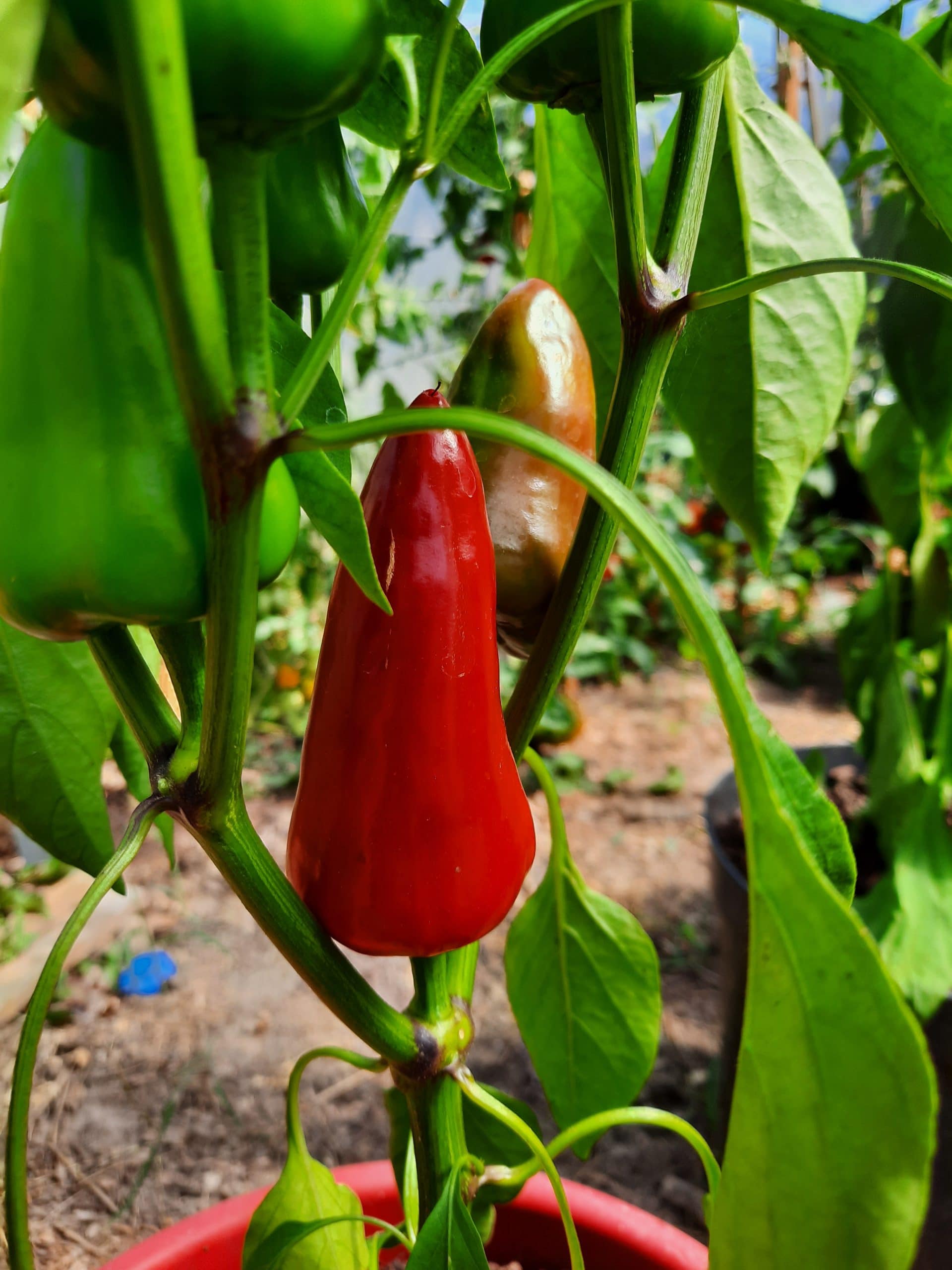 poivron de calabre