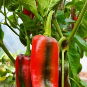 Pack Poivrons – 3 Variétés