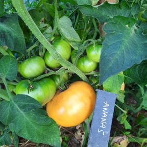 Tomate Ananas