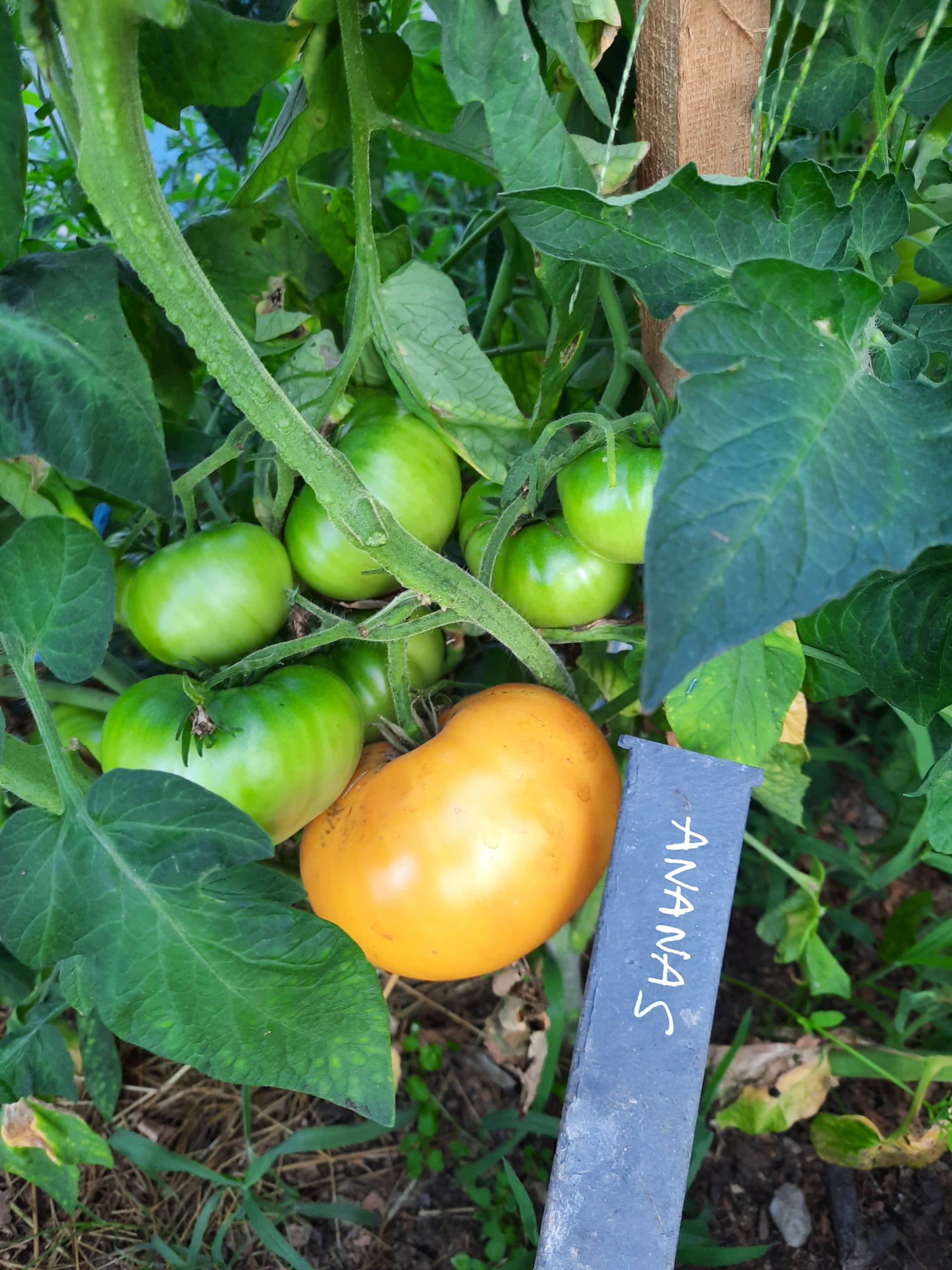 Tomate "Ananas"