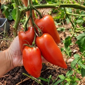 Tomate Cornue des Andes