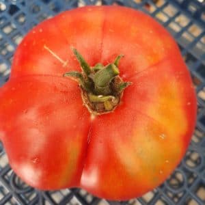 Tomate Géante d’Orenbourg