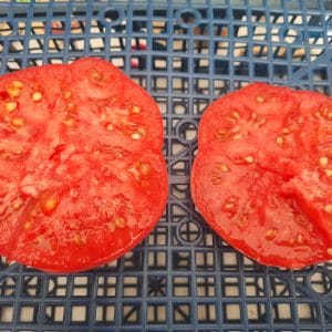 Tomate Géante d’Orenbourg