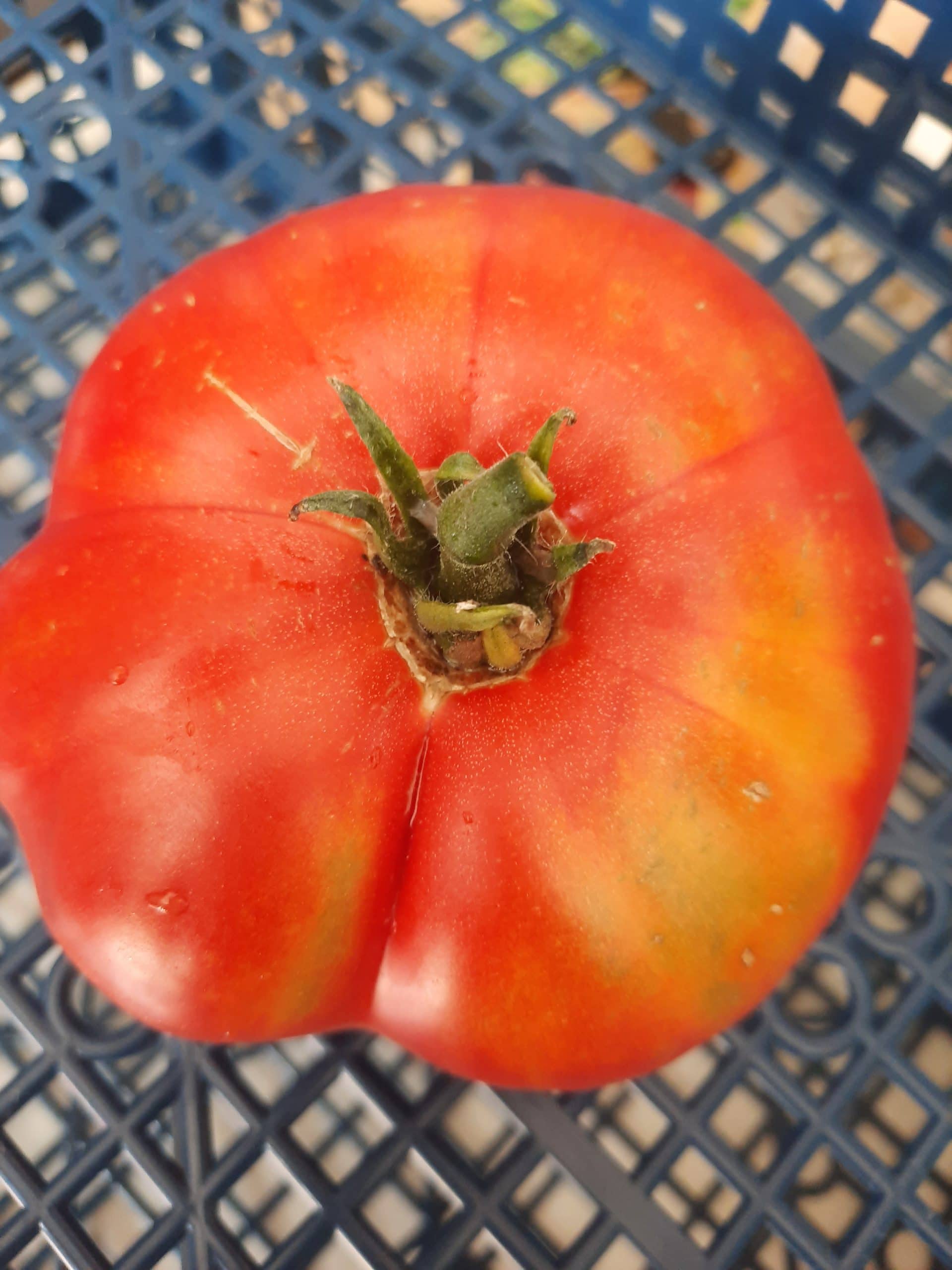Tomate Géante