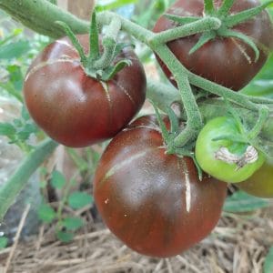 Tomate Noire Russe