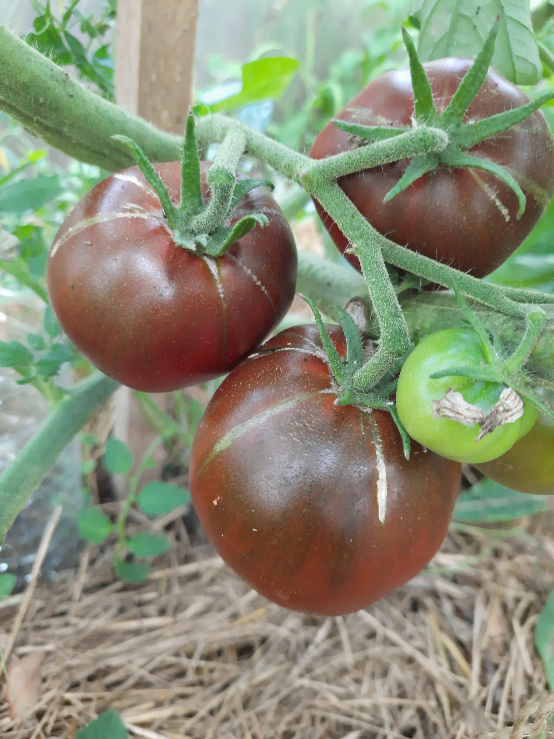 Tomate Russe Noire
