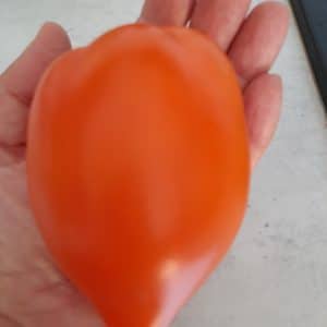Tomate Poivron Jaune